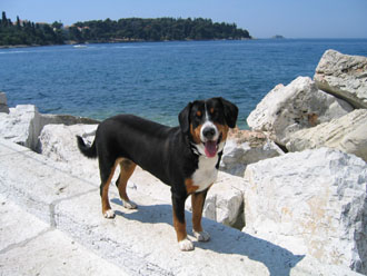 03-entlebucher-am-meer-330